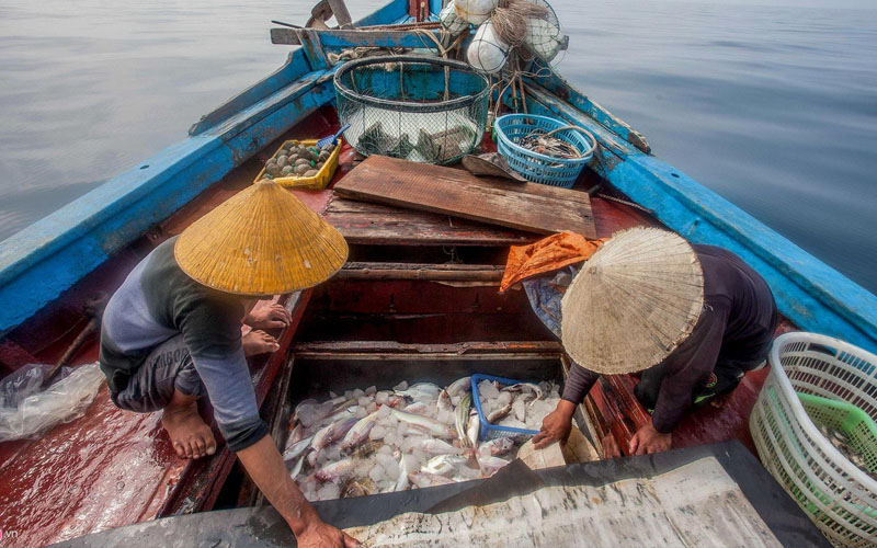 Mơ bắt cá ngoài khơi biển