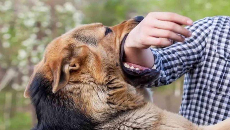 Mơ bị chó cắn có nguy hiểm không? Đánh con gì trúng lớn?