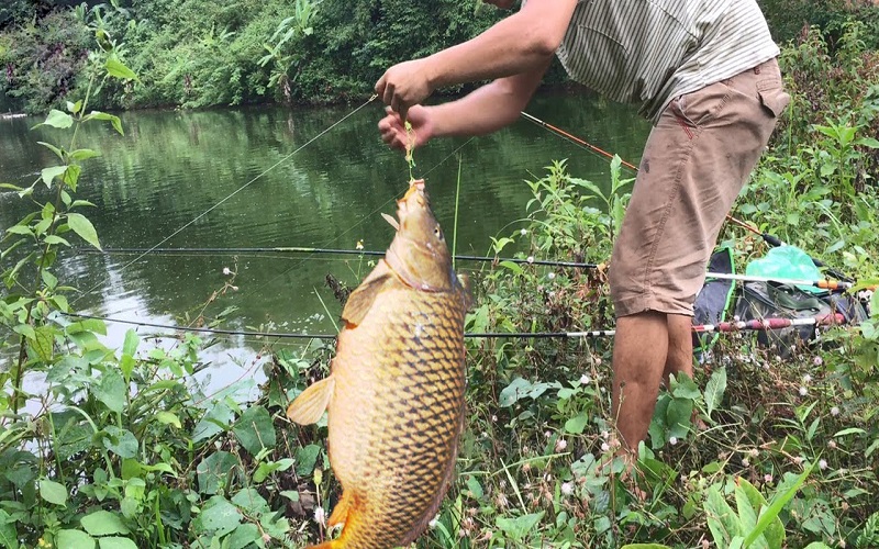 Mơ câu được cá chép là một điềm báo tốt lành trong công nghiệp, sự nghiệp của bạn