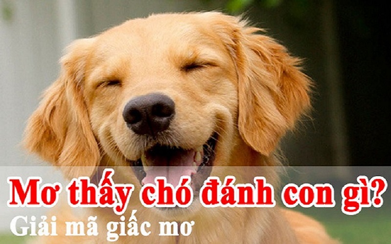 Mơ thấy chó đánh con gì? Giải mã giấc mơ thấy chó