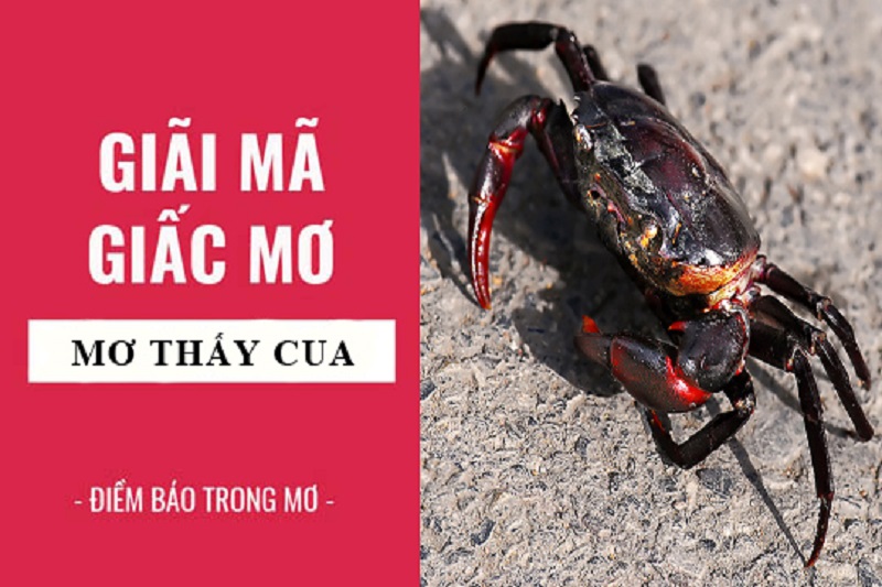 Giải mã bí ẩn giấc mơ thấy cua 