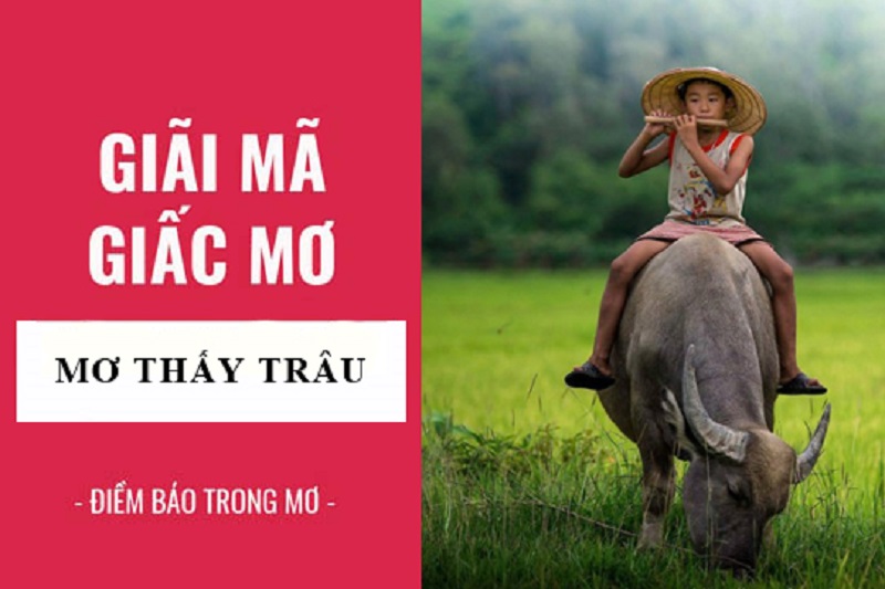 Giải mã giấc mơ thấy trâu là điềm gì?