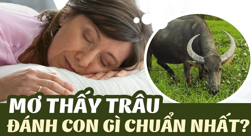 Mơ thấy trâu đánh con gì? Con trâu số mấy?