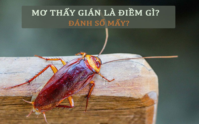 Mơ thấy gián đánh con gì? Con gián số mấy? Số đề con gián