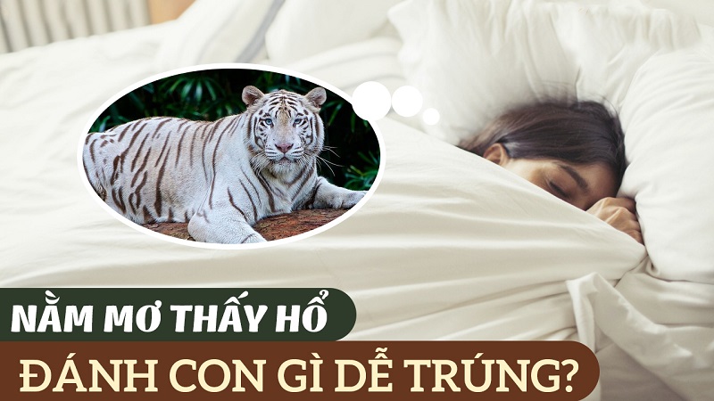 Chọn con số phù hợp khi mơ thấy hổ