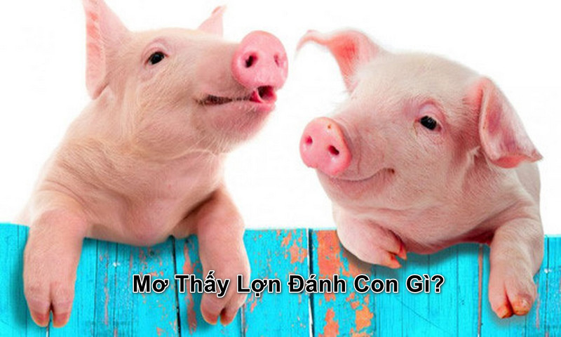 Mơ thấy lợn đánh con gì? Con heo số mấy? Số đề con lợn