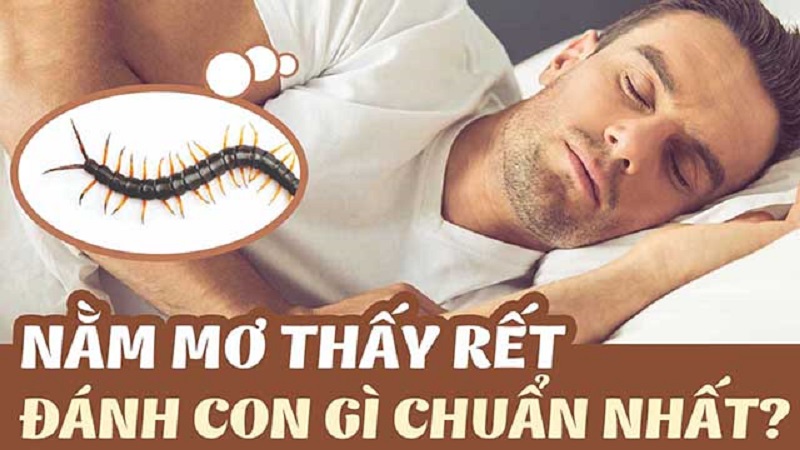 Mơ thấy rết đánh con gì? Con rết số mấy? Rết bò vào nhà