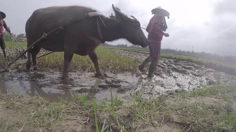 Mơ thấy trâu được mình dắt nghĩa là đang xác định hướng đi