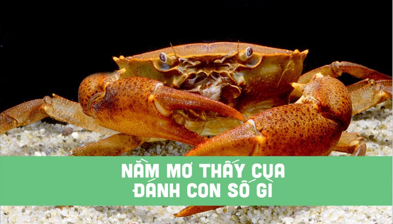 Mơ thấy cua đánh con gì? Con cua số mấy? Mơ thấy bắt cua