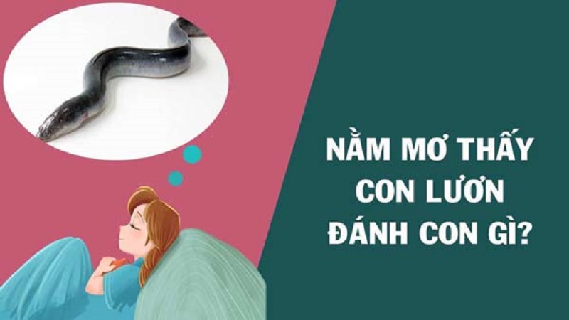 Mơ thấy lươn, rất nhiều lươn đánh con gì? Con lươn số mấy?