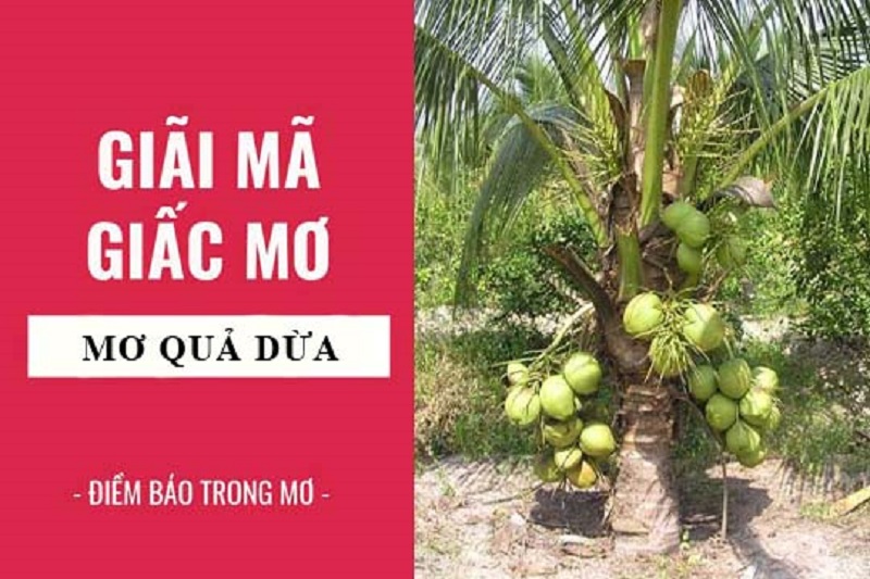 Mơ thấy quả dừa đánh con gì? Mơ thấy trái dừa điềm gì?