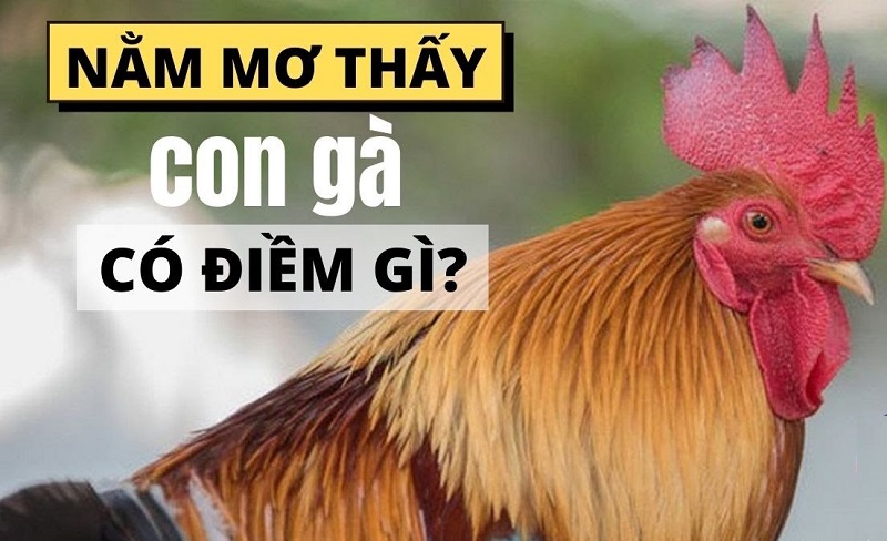 Mơ thấy gà trống cũng có thể là điềm báo xui rủi