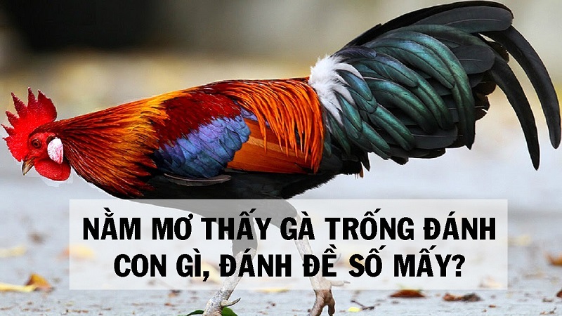 Mơ thấy gà trống gắn liền nhiều cặp số đẹp