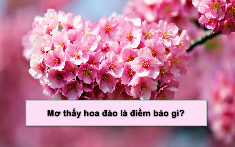 Mơ thấy hoa đào nở đánh con gì? Giải mã giấc mơ hoa đào