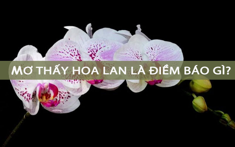 Mơ thấy hoa lan đánh con gì? Nằm mơ thấy hoa phong lan