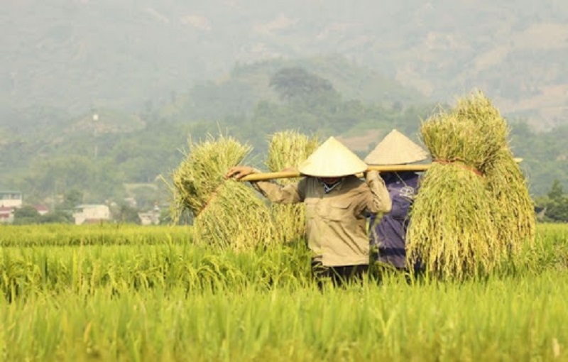 Mơ thấy lúa chín gánh trên vai là điềm báo không tốt