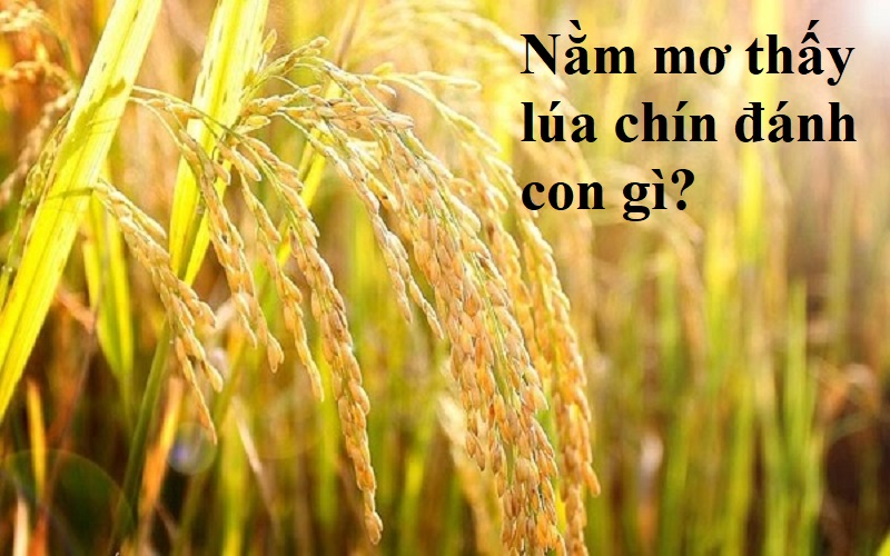 Nằm mơ thấy lúa chín đánh con gì? Mơ thấy bông lúa chín