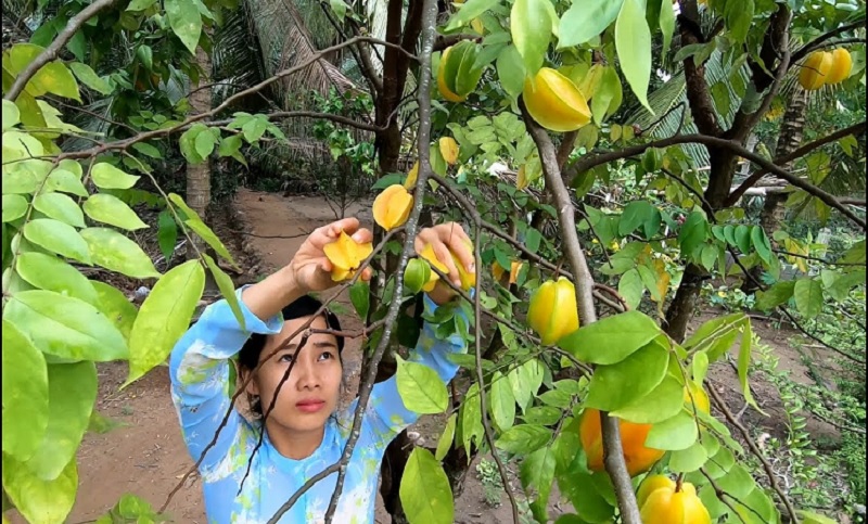 Mơ thấy cấy khế và mình hái quả là điềm báo xấu