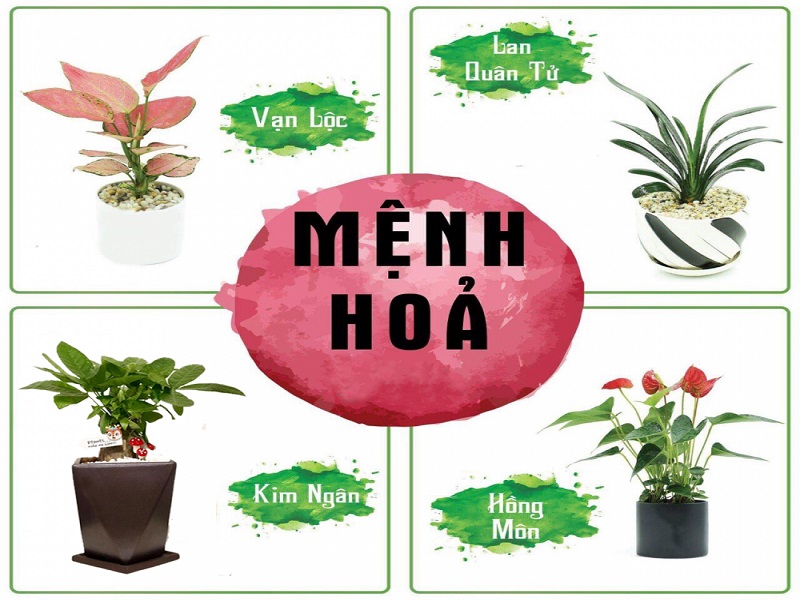 Mệnh hỏa hợp cây gì? Cây phong thủy cho người mệnh hỏa