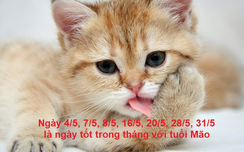 Ngày may mắn trong tháng 5 của tuổi Mão