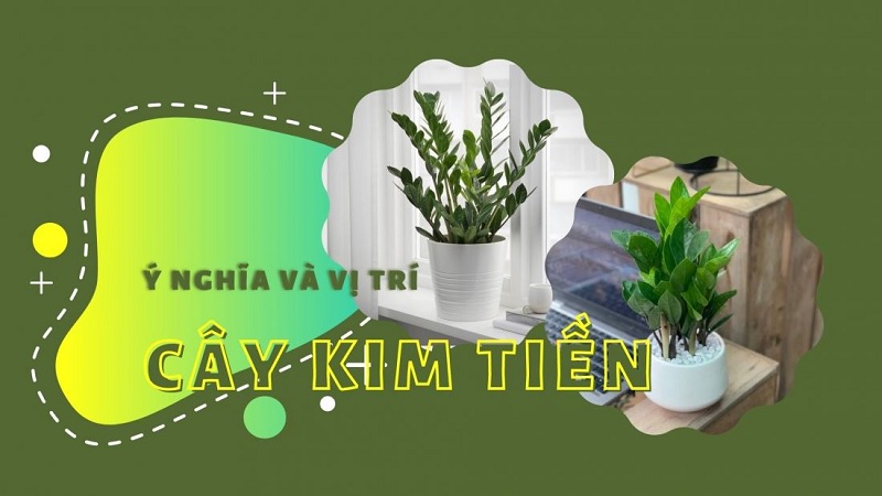 Cách đặt cây Kim Tiền trong nhà đúng phong thủy, tài lộc về như nước