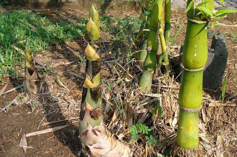 Mơ thấy đi hái măng