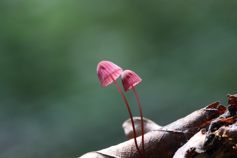 Mơ thấy ăn nấm