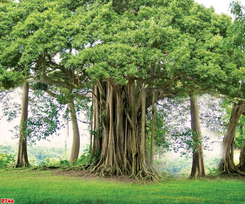 Mơ thấy cây bồ đề cổ thụ bồ đề con gì bao ăn?