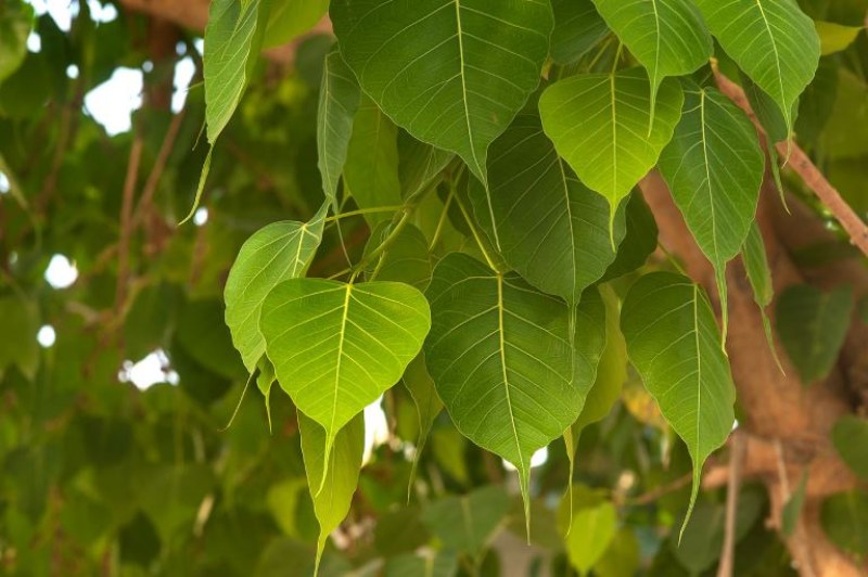 Mơ thấy cây bồ đề cổ thụ ở chùa