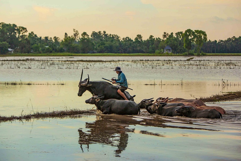 mo-thay-cuoi-trau-di-cay-ruong