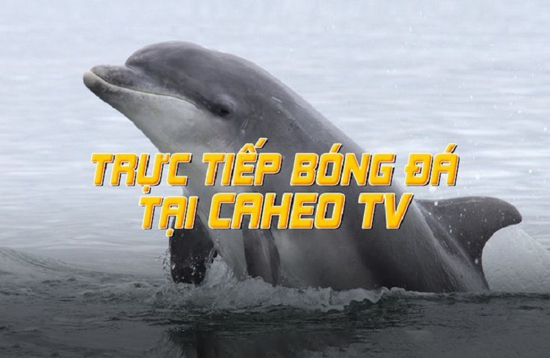 Caheo TV, link xem bóng đá tại caheotv mới nhất 2024