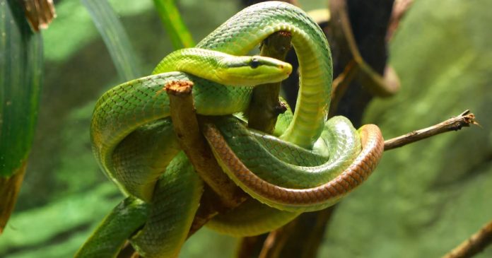 Gặp rắn xanh là điềm nên mừng hay lo