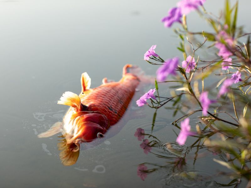 Cá chết có điềm gì 1