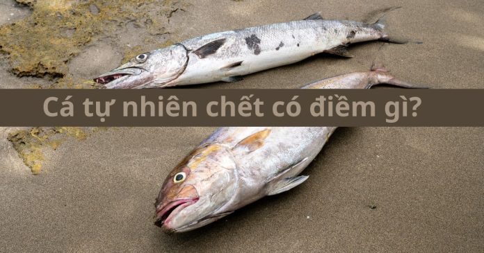 Cá chết có điềm gì