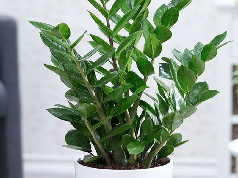 Cây kim tiền nở hoa là điềm gì 1