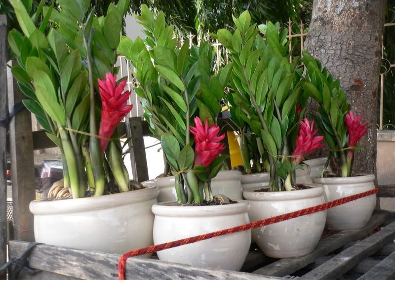 Cây kim tiền nở hoa là điềm gì 3
