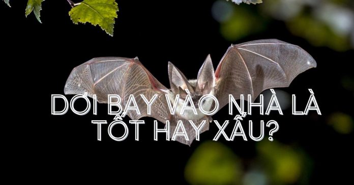 Dơi bay vào nhà 3 vòng là điềm gì