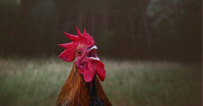 Gà gáy đêm là điềm gì
