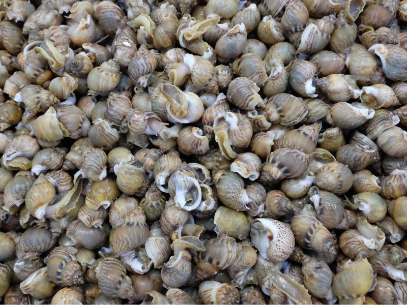 Mơ thấy bắt ốc 3