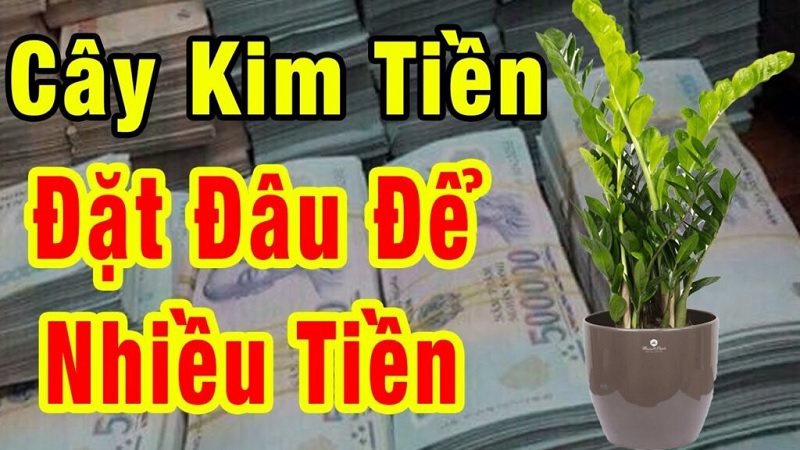 Cách đặt cây Kim Tiền trong nhà đúng phong thủy, tài lộc về như nước