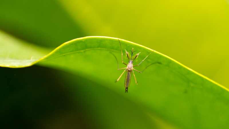 Con muỗi số mấy? Mơ thấy muỗi đánh con gì bao ăn?