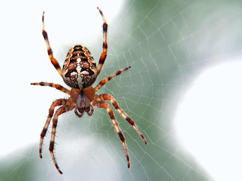 Nhện độc vào nhà là điềm gì? Con nhện số mấy khi có độc?