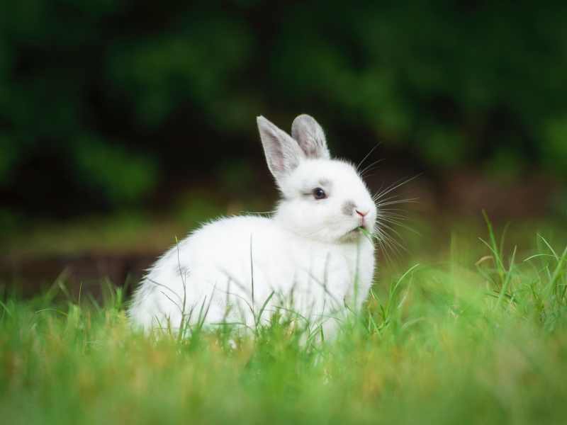 Mơ thấy thỏ trắng