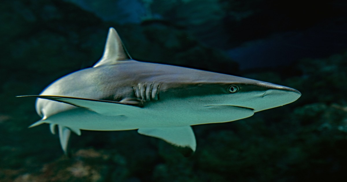 Nằm mơ thấy cá mập đánh con gì? Con cá mập số mấy?