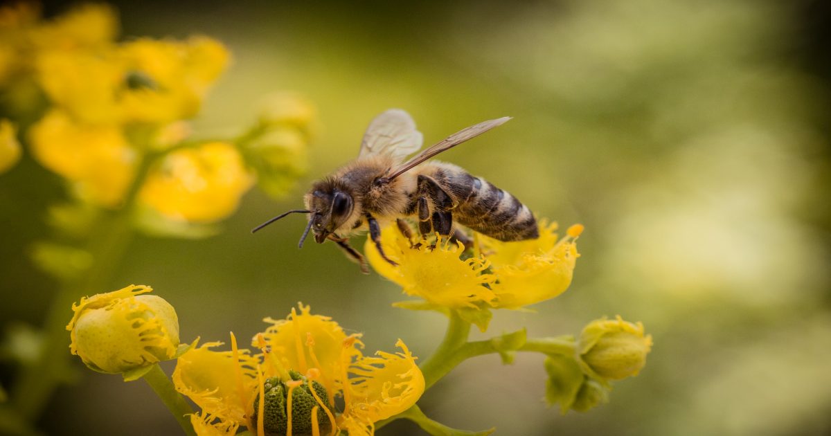 Ong bay vào nhà làm tổ là điềm gì? Con ong số mấy?