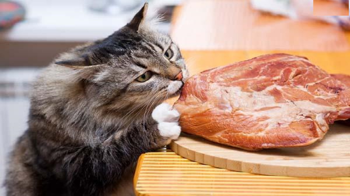 Mơ thấy ăn thịt mèo đánh con gì? Ý nghĩa của giấc mơ này